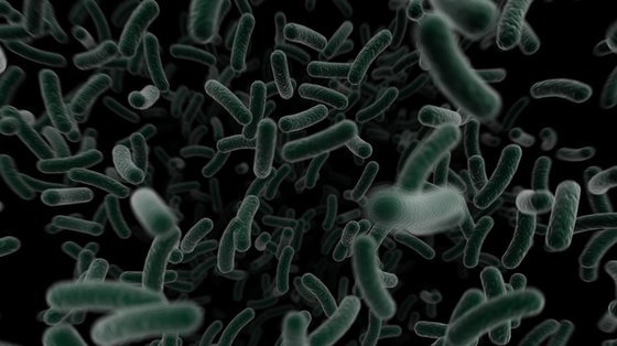 Superbakteria NDM-1 zbiera pierwsze żniwo