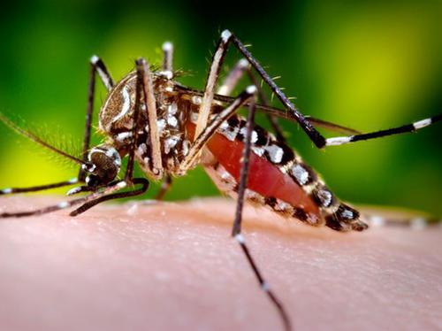 samica komara Aedes aegypti żerująca na człowieku