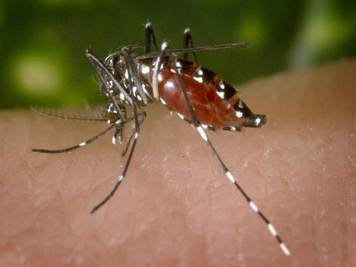 samica komara  Aedes albopictus żerująca na człowieku